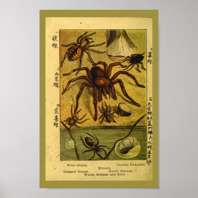 Affiches Araignées vintages Tarantula Histoire naturelle Im (Devant)