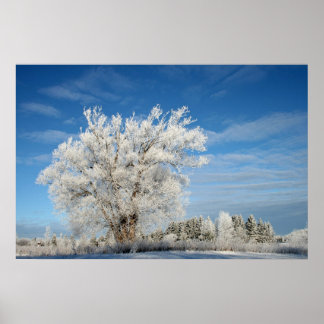 Affiches Arbre à glace