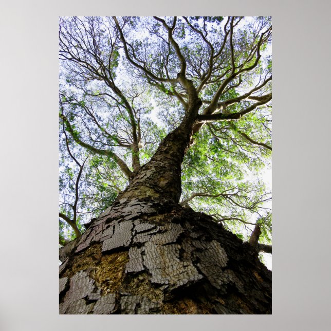Affiches Arbre à oreilles (Devant)