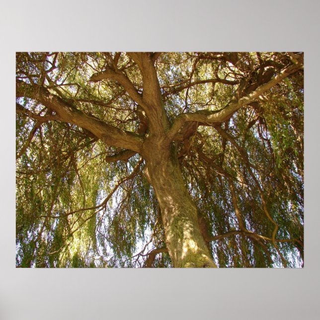 Affiches Arbre à saules (Devant)