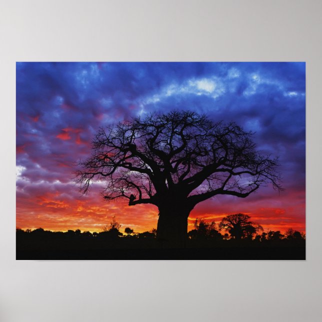 Affiches arbre baobab africain, Adansonia digitata, 2 (Devant)