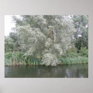 Affiches Arbre blanc et paysage fluvial Imprimer