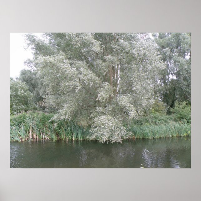 Affiches Arbre blanc et paysage fluvial Imprimer (Devant)