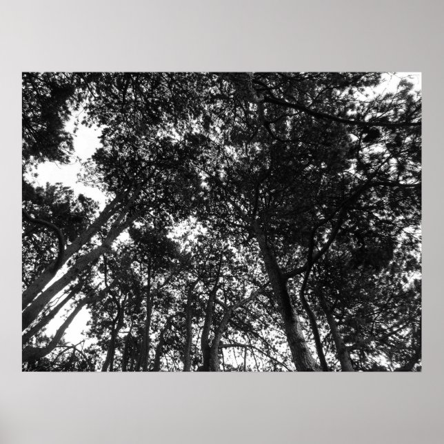 Affiches Arbre, Bute Park, Cardiff (Devant)