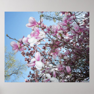 Affiches Arbre cerise en fleurs