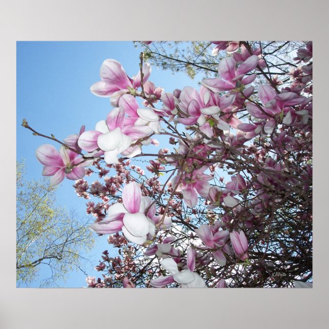 Affiches Arbre cerise en fleurs (Devant)