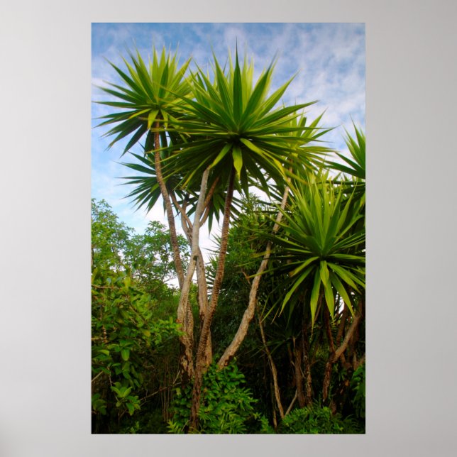 Affiches Arbre Chandelle (Dracaena Concina), Ile Aux (Devant)