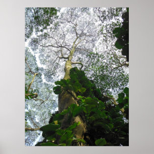 Affiches Arbre d'Albizia