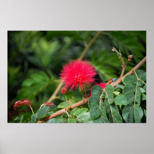 Affiches Arbre de brosse de rasage