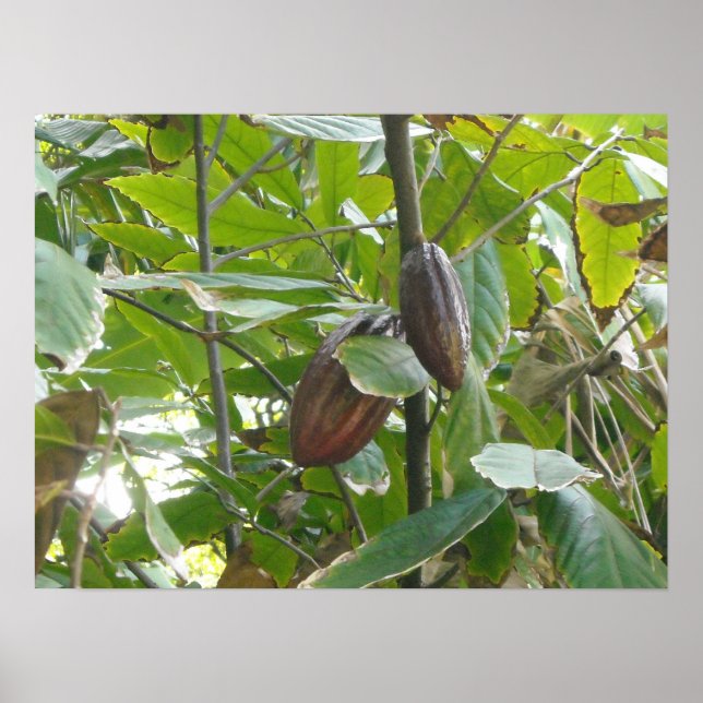 Affiches Arbre de Cacao (Devant)