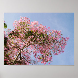 Affiches Arbre de la soie en fleurs