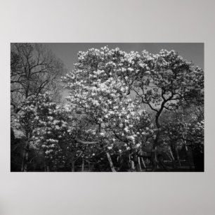 Affiches Arbre de Magnolia en Fleur (B&W)