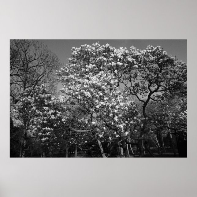 Affiches Arbre de Magnolia en Fleur (B&W) (Devant)