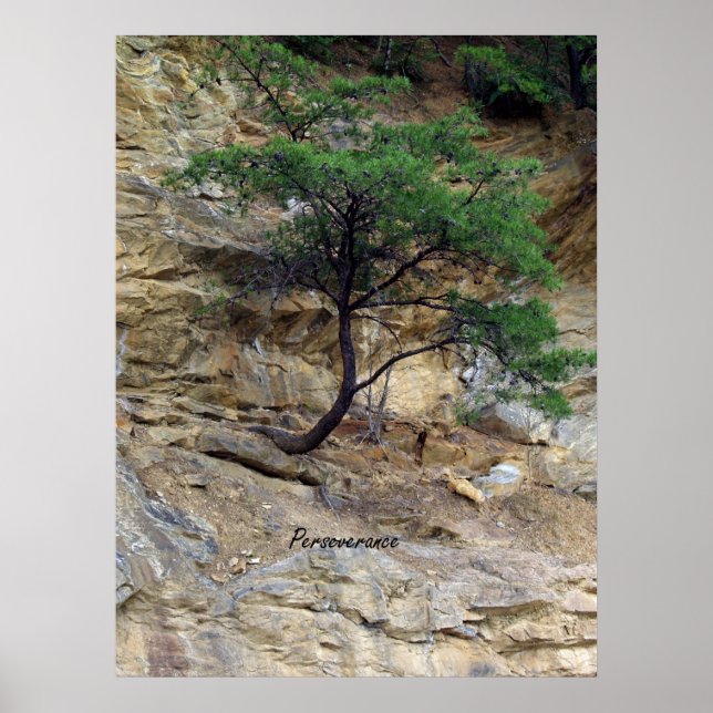 Affiches Arbre de persévérance (Devant)