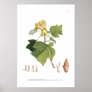 Affiches Arbre de tulipe