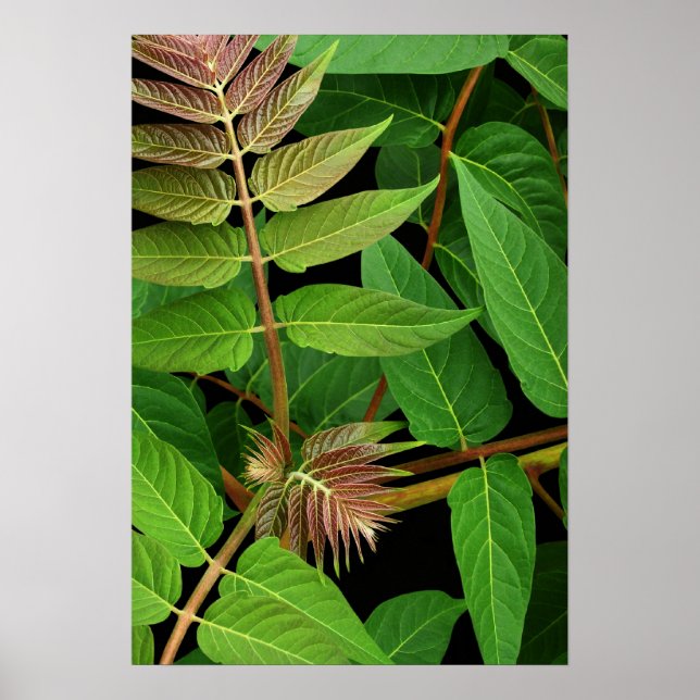 Affiches Arbre des Feuilles du Ciel (Devant)