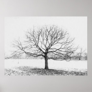 Affiches Arbre d'hiver