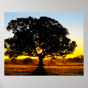 Affiches Arbre du matin
