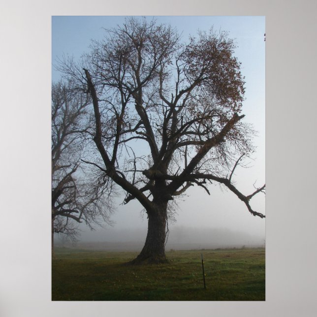 Affiches Arbre du matin (Devant)