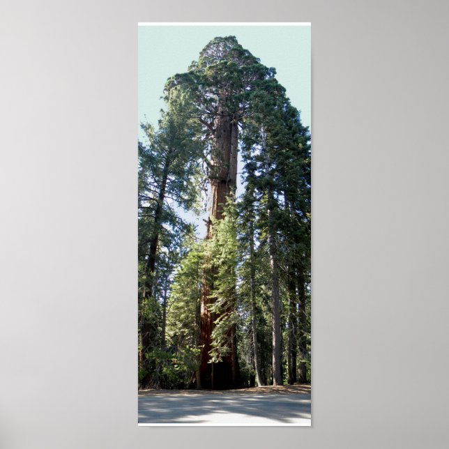 Affiches Arbre du parc national de Sequoia (Devant)