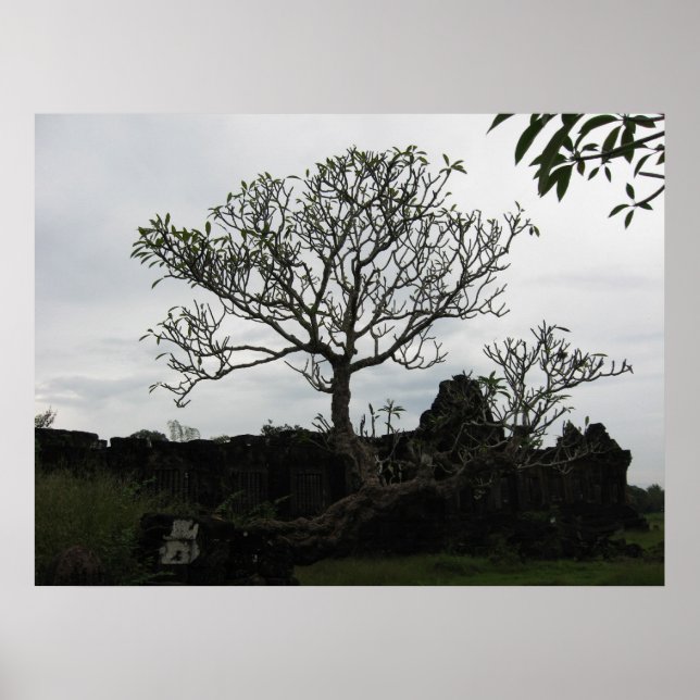 Affiches Arbre en Thaïlande (Devant)