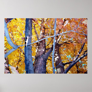 Affiches Arbre Érable Feuillage d'automne