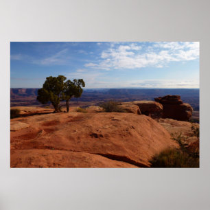 Affiches Arbre hors des rochers rouges I à Canyonlands