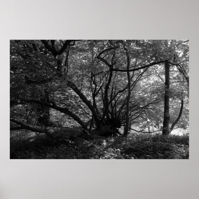 Affiches Arbre inhabituel, Bute Park, Cardiff, Pays de Gall (Devant)