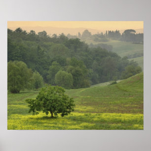 Affiches Arbre isolé dans un champ agricole, Toscane,