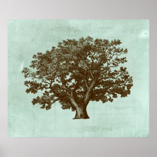 Affiches Arbre IV de spa