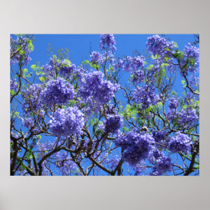 Affiches Arbre Jacaranda