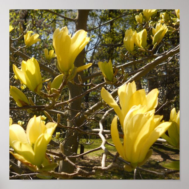 Affiches Arbre jaune de Magnolia (Devant)