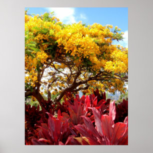 Affiches Arbre jaune de Poinciana et usines rouges de Ti