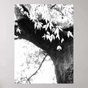 Affiches Arbre l toujours nature l photographie