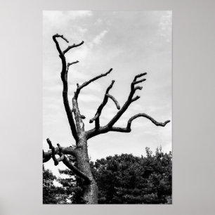 Affiches arbre libre