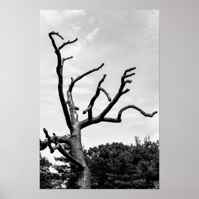 Affiches arbre libre (Devant)