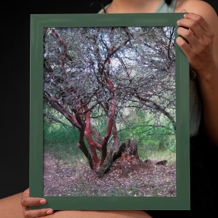 Affiches Arbre manzanita