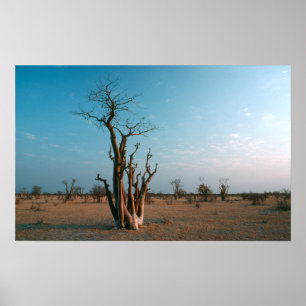 Affiches Arbre Moringo Africain Sur Plaine, Etosha National