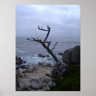 Affiches arbre mort monterey