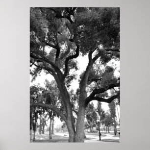 Affiches Arbre noir et blanc