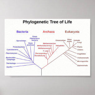 Affiches Arbre phylogénétique