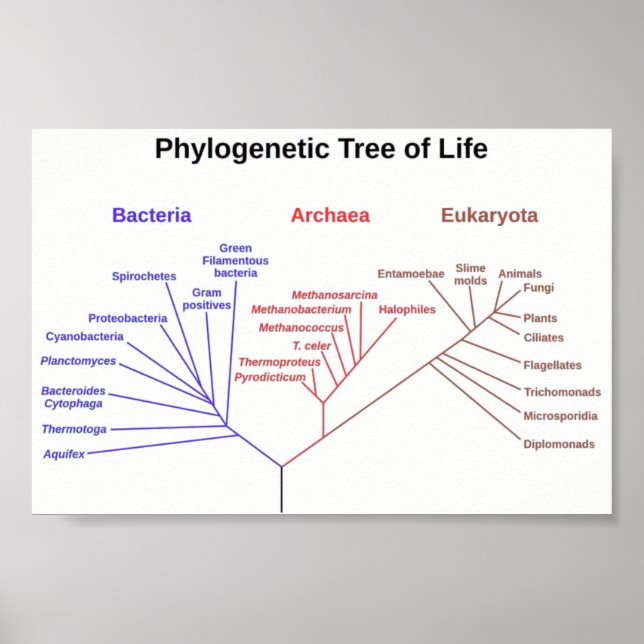 Affiches Arbre phylogénétique (Devant)