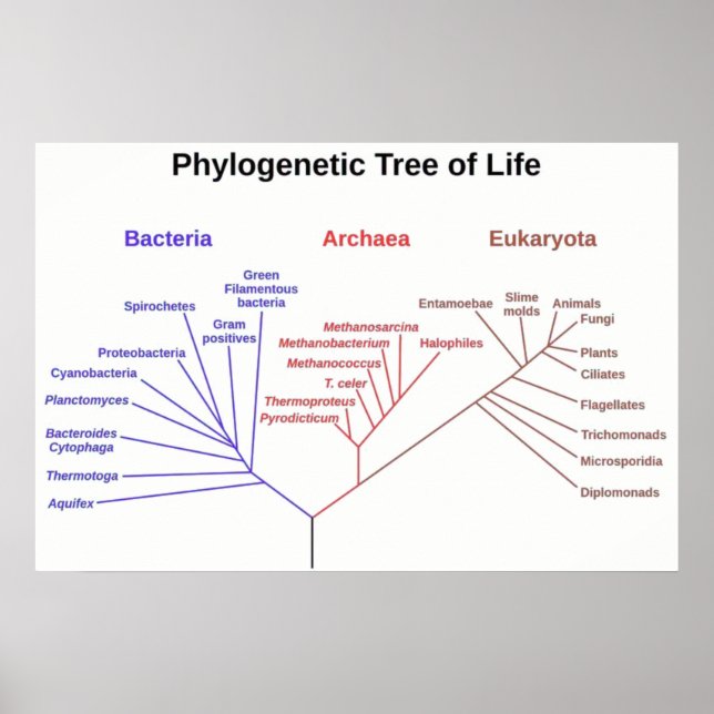 Affiches Arbre phylogénétique (Devant)