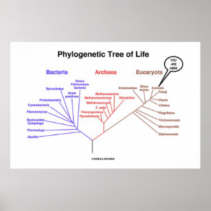 Affiches Arbre Phylogénétique De La Vie Vous Êtes Ici