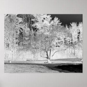 Affiches Arbre pomme - B&W