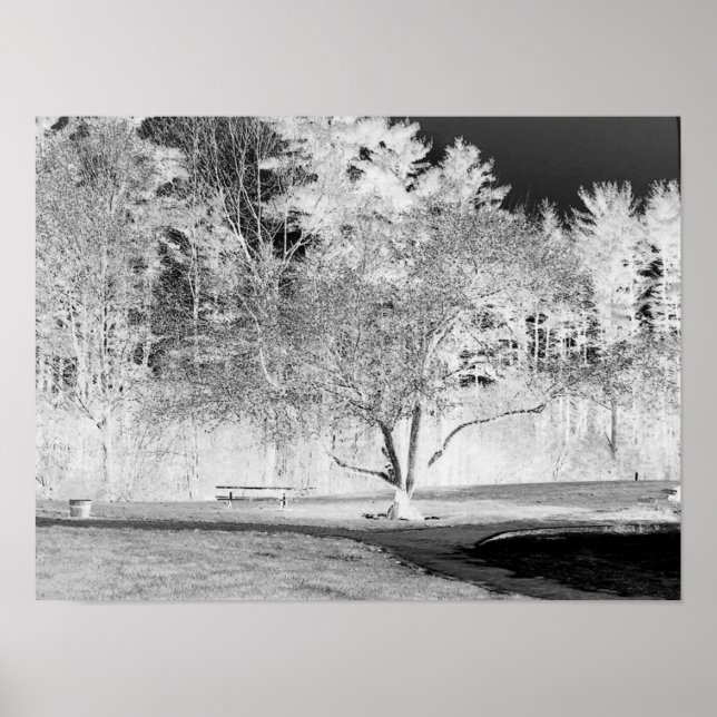 Affiches Arbre pomme - B&W (Devant)