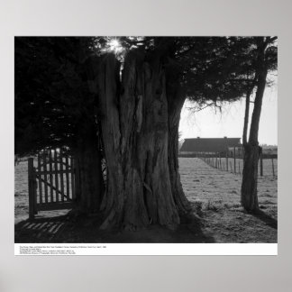 Affiches Arbre, porte et grange éloignée, mars 1962