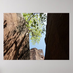 Affiches Arbre poussant entre les rochers à Zion National P