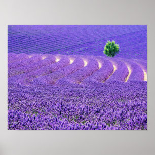 Affiches Arbre solitaire dans le champ de lavande, France