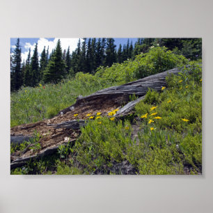 Affiches Arbre Tombé et Fleurs Sauvages de Montagne